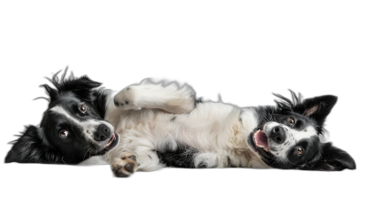 Two happy border collie dogs lying on their backs on an isolated black background in a full body portrait photography style.