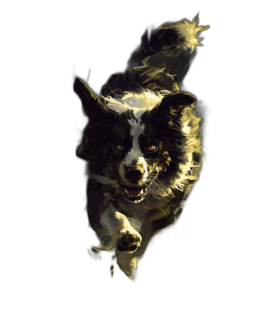 A realistic happy mainly black border collie dog leaping in the style of glowing in the dark, high contrast, dramatic lighting, high resolution digital art with a black background