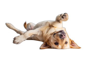 Cute dog lying on back isolated on black background, playful and funny pet animal in dynamic pose doing silly or crazy activity, portrait of happy yellow labrador with paws up, studio photography