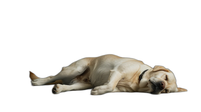 A yellow Labrador dog sleeping on the ground, full body shot against a black background in a studio photography setting, side view with professional color grading.