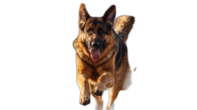 A German Shepherd dog running towards the camera against a black background in a full body shot captured through high definition photography in an ultrarealistic style.