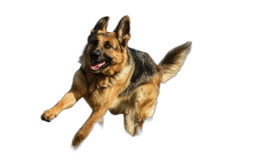 german shepherd jumping in the air, isolated on a black background, high definition photography. The photograph shows a german shepherd jumping in the air in the style of a high definition photograph with an isolated subject on a black background.