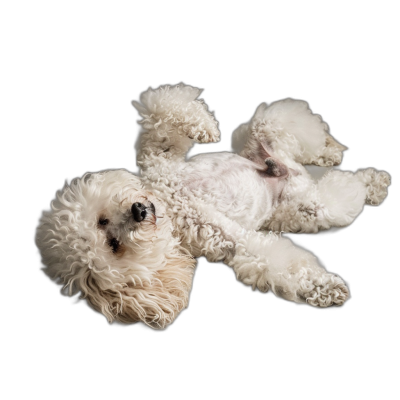 A Bichon Frise dog lies on its back, belly up, head down and legs hanging straight out from the side, on a black background, in a top view, in the style of high definition photography.