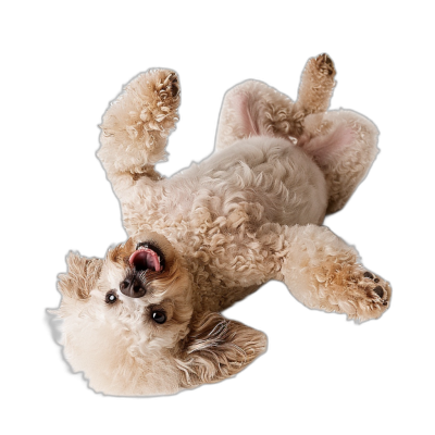 photorealistic photo of full body, happy Poodle lying on back with paws in the air and tongue out, black background, shot from above