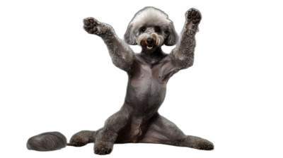 full body photograph of an happy bedazzled poodle dog doing yoga, arms up in the air on black background, hyper realistic photography