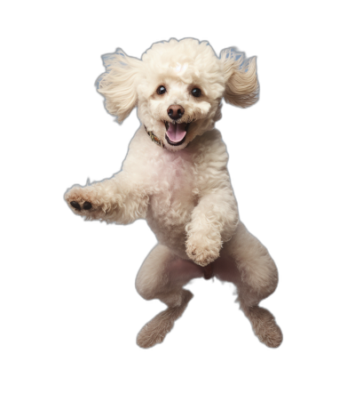 A white Poodle is jumping up, with its front paws facing the camera and a happy expression on his face. The photo was taken from an overhead perspective against a black background, as a full body shot, and with professional photography skills, with high-definition details and a wide-angle lens.