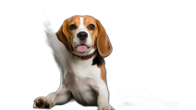 A happy and playful Beagle dog waving its paw against a black background in a full body shot, in high definition photography.