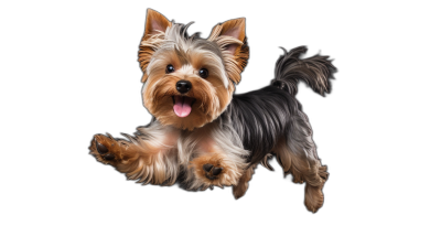 Full body of happy Yorkshire Terrier jumping on black background, detailed photo ,8k, real life photography