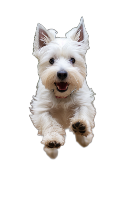 A white westie is jumping and looking at the camera with a happy expression on its face against a black background in the style of high resolution photography.