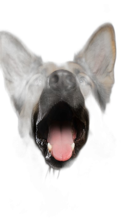 A German Shepherd dog barking with its tongue out, black background, closeup of the head and mouth, studio lighting, soft light, front view, centered composition, high definition photography, fine details, high resolution