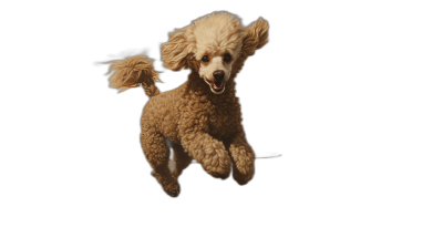 A light brown poodle jumping in the air, pure black background, high definition photography, studio lighting, professional color grading, no contrast, full body shot