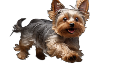 a full body photograph of an happy Yorkshire Terrier running towards the camera on black background, Award winning photography, professional color grading, soft shadows, no contrast, clean sharp focus