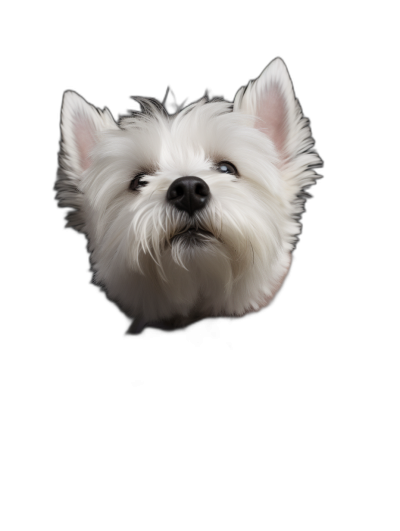 A white Westie dog's head looking up against a black background in a high definition photograph. The image is in the style of high definition photography.