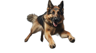 German shepherd jumping on black background, high resolution photograph. The image is in the style of high resolution photography.