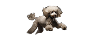 Poodle in mid air, isolated on black background, high resolution photography