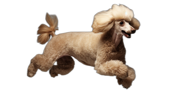 A light brown poodle is jumping in a full body shot isolated on a black background in the style of high resolution photography.