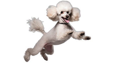 A white poodle is jumping in the air, with its head tilted and mouth open. The background of the black studio photography features soft lighting, a full body shot, and a pure solid color background. It was photographed from above using Canon eos r5 cameras, with high resolution and ultra details. The photograph is in the style of black studio photography with soft lighting and a pure solid color background.