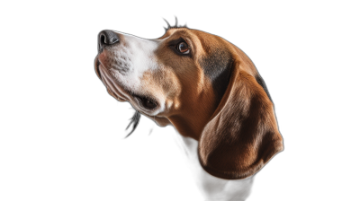 Beagle head looking up against a black background in a side view studio shot photorealistic high resolution photograph