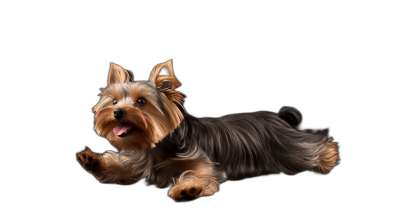 A full body photo of happy Yorkshire Terrier running on black background, high definition photography, ultra realistic