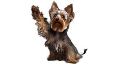 A full body photo of A Yorkshire Terrier dog waving its paw high five, isolated on black background with clipping path , full focus and sharpness,