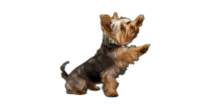 photorealistic full body side view of Yorkshire Terrier dog standing on back legs, open paws up in air like she is playing with someone, isolated black background,