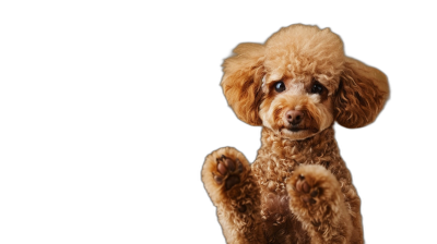 A cute brown poodle dog sitting and holding up his front paw on a black background, in the style of high definition photography.