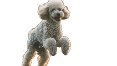 White poodle jumping in the air against a black background, closeup of its face and feet, professional photography with high definition and high resolution, studio lighting and photography for a hyper realistic style.