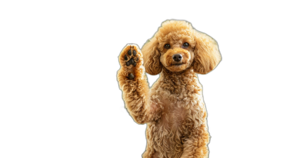 A light brown poodle standing on two legs, waving its paw in the air against a black background, with high definition photographic details in the style of photography.