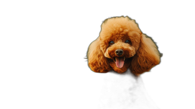 A happy brown poodle dog isolated on black background, portrait photography, high definition photo