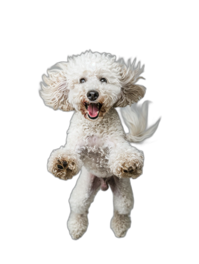 A white poodle is jumping in the air, smiling and looking at you with a black background. It is a full body shot in the style of photography, showing a cute pet photo.