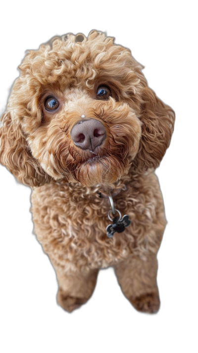 A cute brown poodle dog with curly hair, looking up at the camera from above, closeup of its face, with big eyes and a happy expression, with a photo realistic style in the style of high definition photography against a black background.