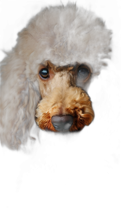 Poodle, portrait photo of the head looking at camera, studio light from above, dark background, hyper realistic photography with soft lighting