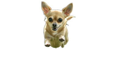 chihuahua flying, happy face, isolated on black background, in the style of high definition photography.