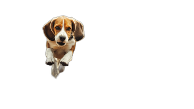 beagle puppy flying on black background, minimalism