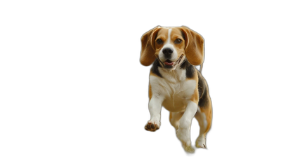 Beagle dog running, isolated on black background, professional photography, high quality photo, copy space for text, wide angle lens, ultra realistic photograph, sharp focus, studio shot