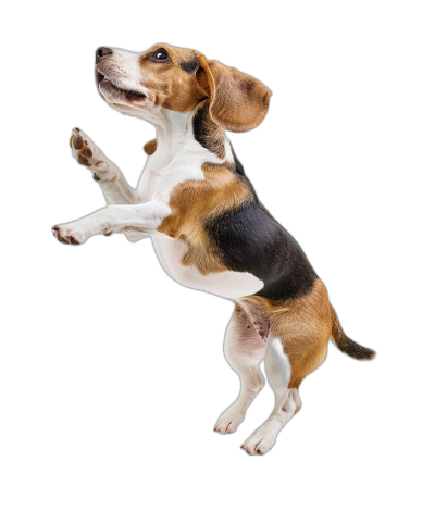 photorealistic full body side view of happy playful beagle puppy jumping in the air on black background