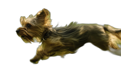 a Yorkshire Terrier in motion blur, flying over the ground, isolated on black background, full body shot, side view, disney style illustration