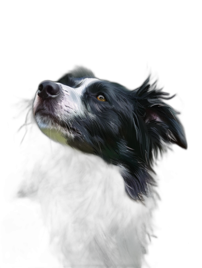 Illustration of black border collie dog looking up, head tilted to the side, on solid dark background, closeup portrait, detailed fur texture, digital painting, high contrast lighting, sharp focus, digital illustration with oil paint effect