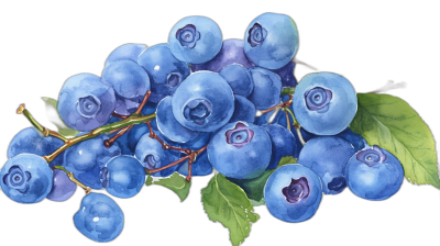 A bunch of blueberries, hand painted watercolor with black background, clipart, realism