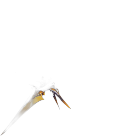 a yellow and black wasp with its mouth open flying at night, dark background, macro photography, minimalist