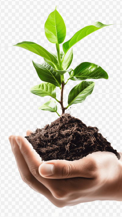 Hand holding green plant with soil isolated on transparent png background, PNG file of hand and growing tree