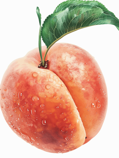 A peach with water droplets on the surface and green leaves on top. Hand drawn illustration style, white background, clip art for stickers, hyper detailed, realistic colours, watercolor, high resolution in the style of watercolour.